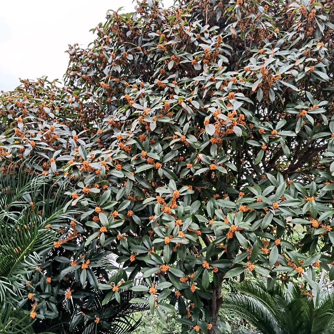 用户8566377203209莲子