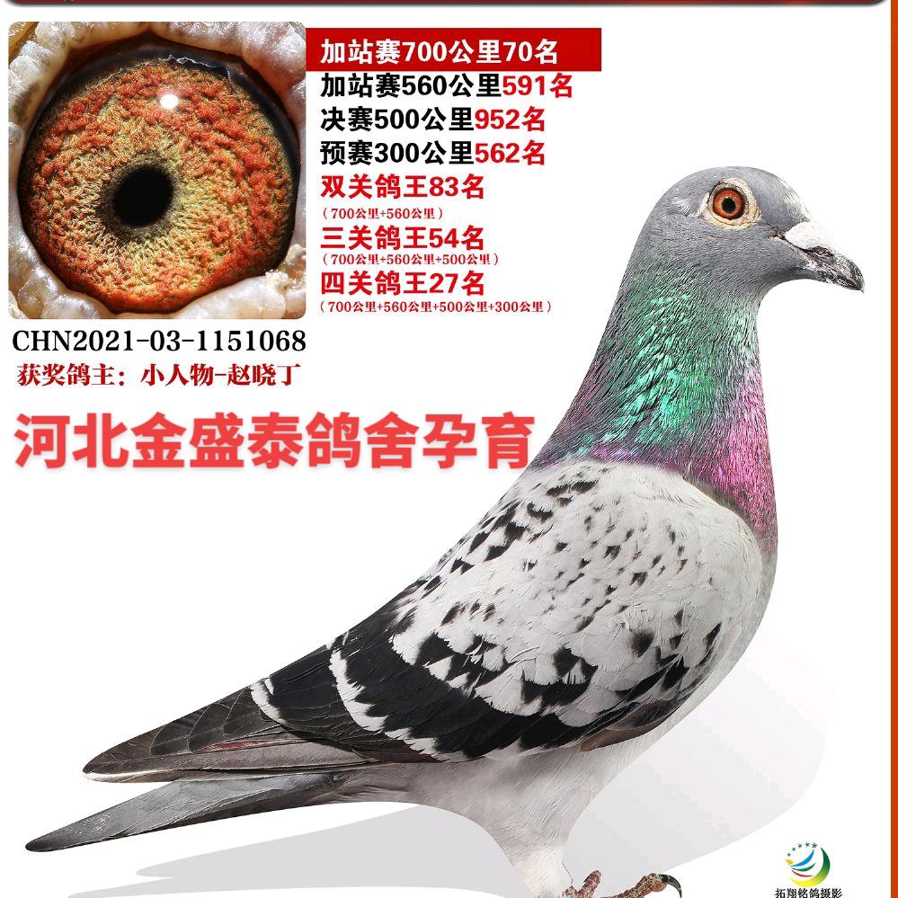 河北金盛泰