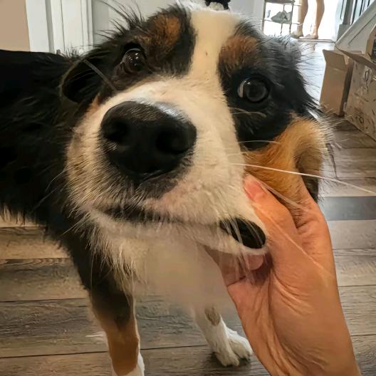 一盆小鱼