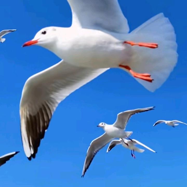 🌈🌹雪山❤飞狐🌹🌈