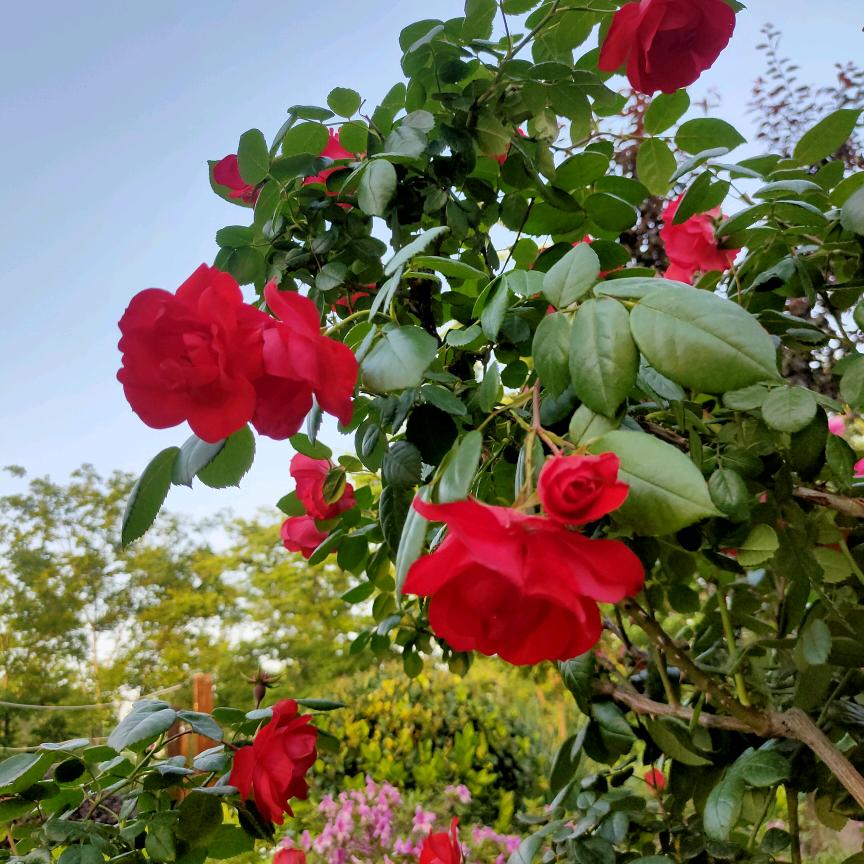 事事顺心，万事如意。