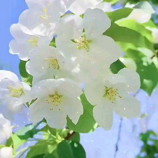 蝴蝶兰