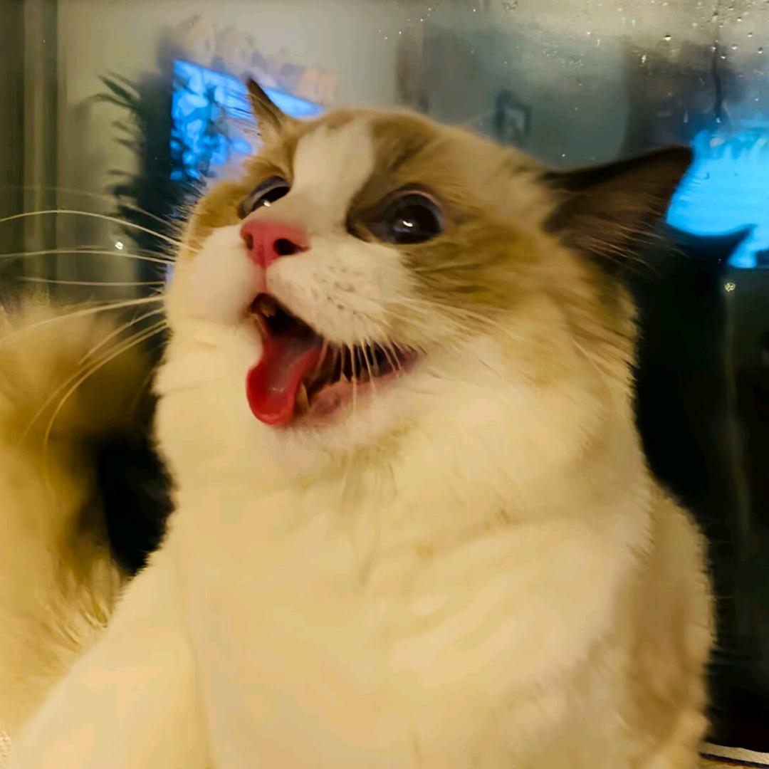 优翔网络贺贺丫