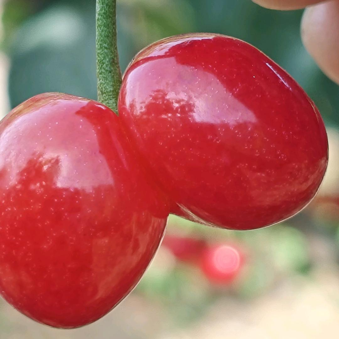 用户1293569562316比个心