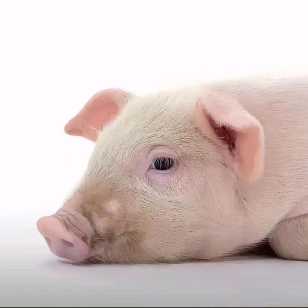 我的十二个客人