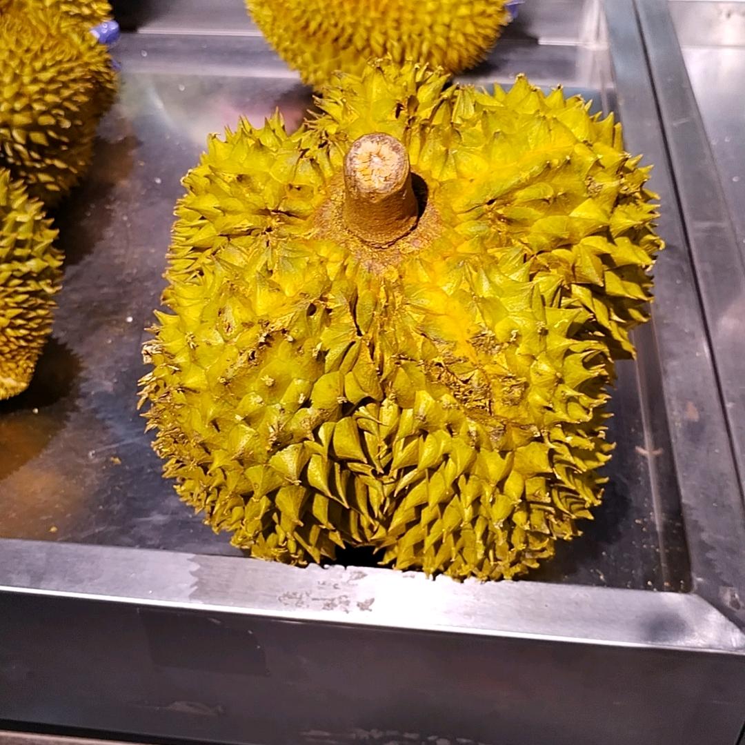 正蕴555