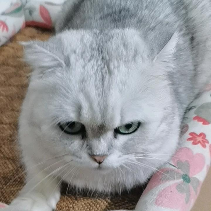 咦咦咦小趴菜