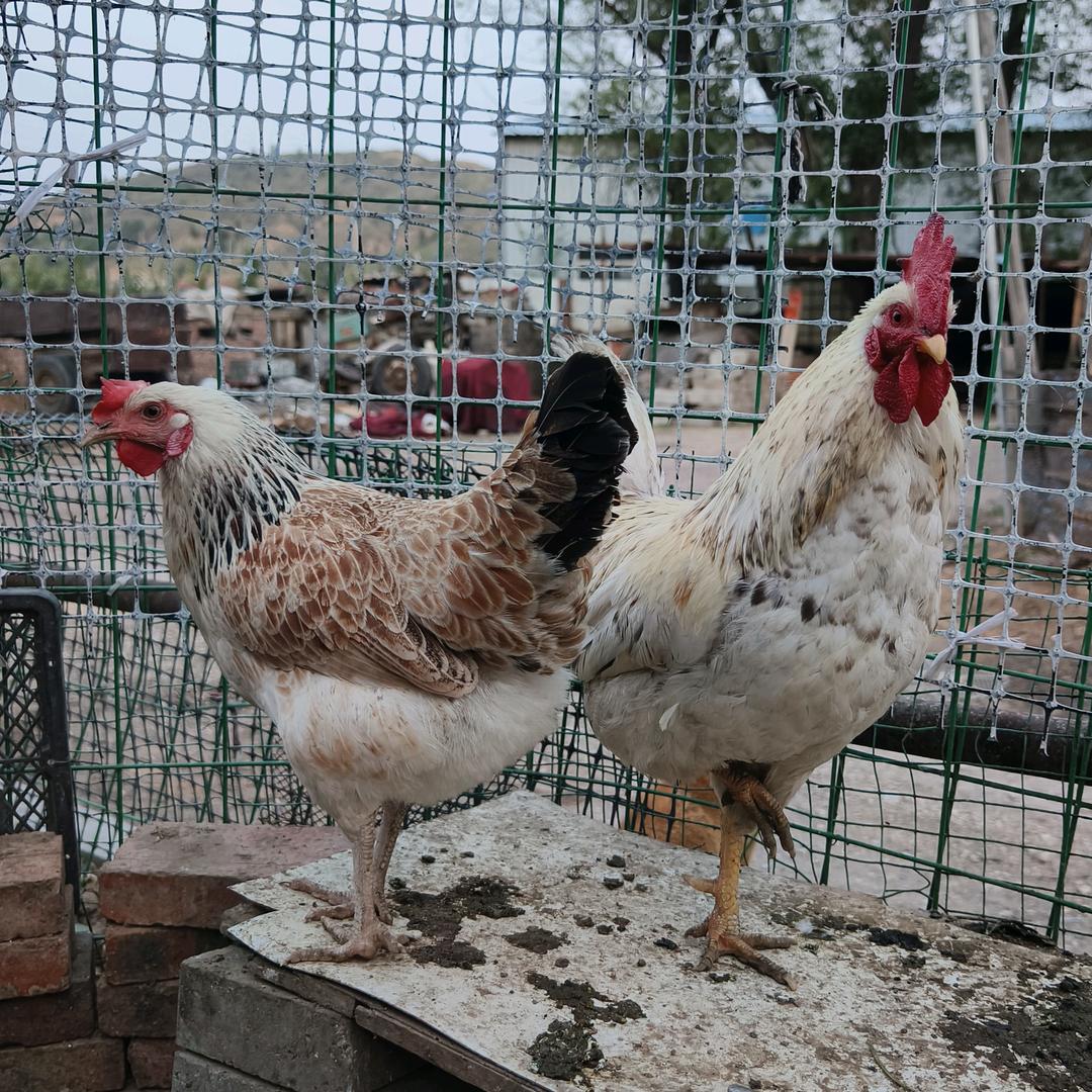 @酷哥的小动物们。