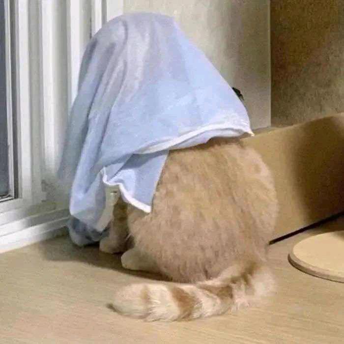 唔西迪西