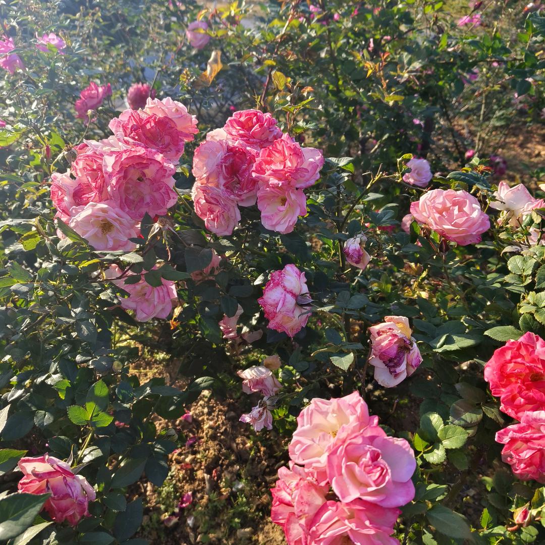 花开如梦