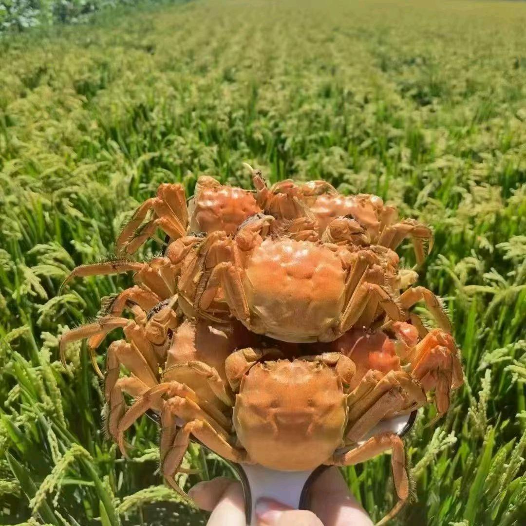 赵岩生鲜