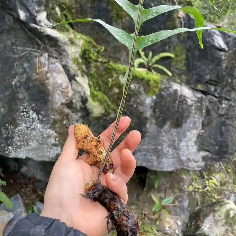 助农—温老师