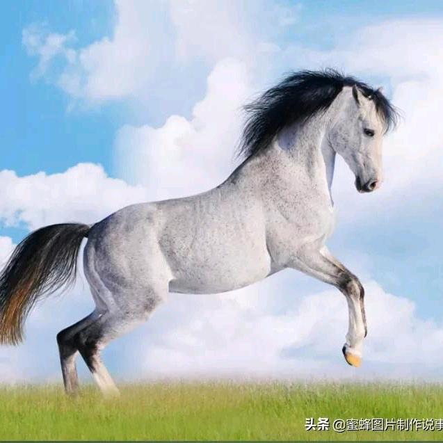 自由飞翔