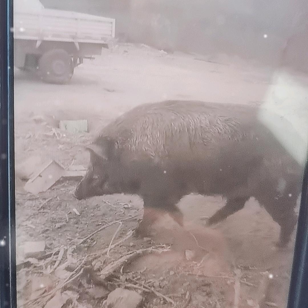 邢氏养殖有限公司