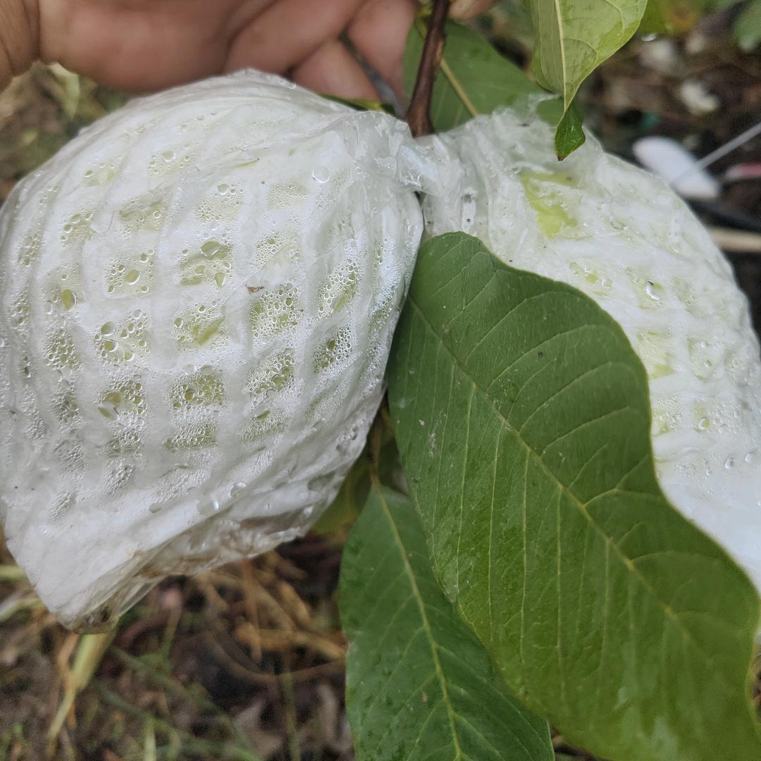 番石榴果苗小梁