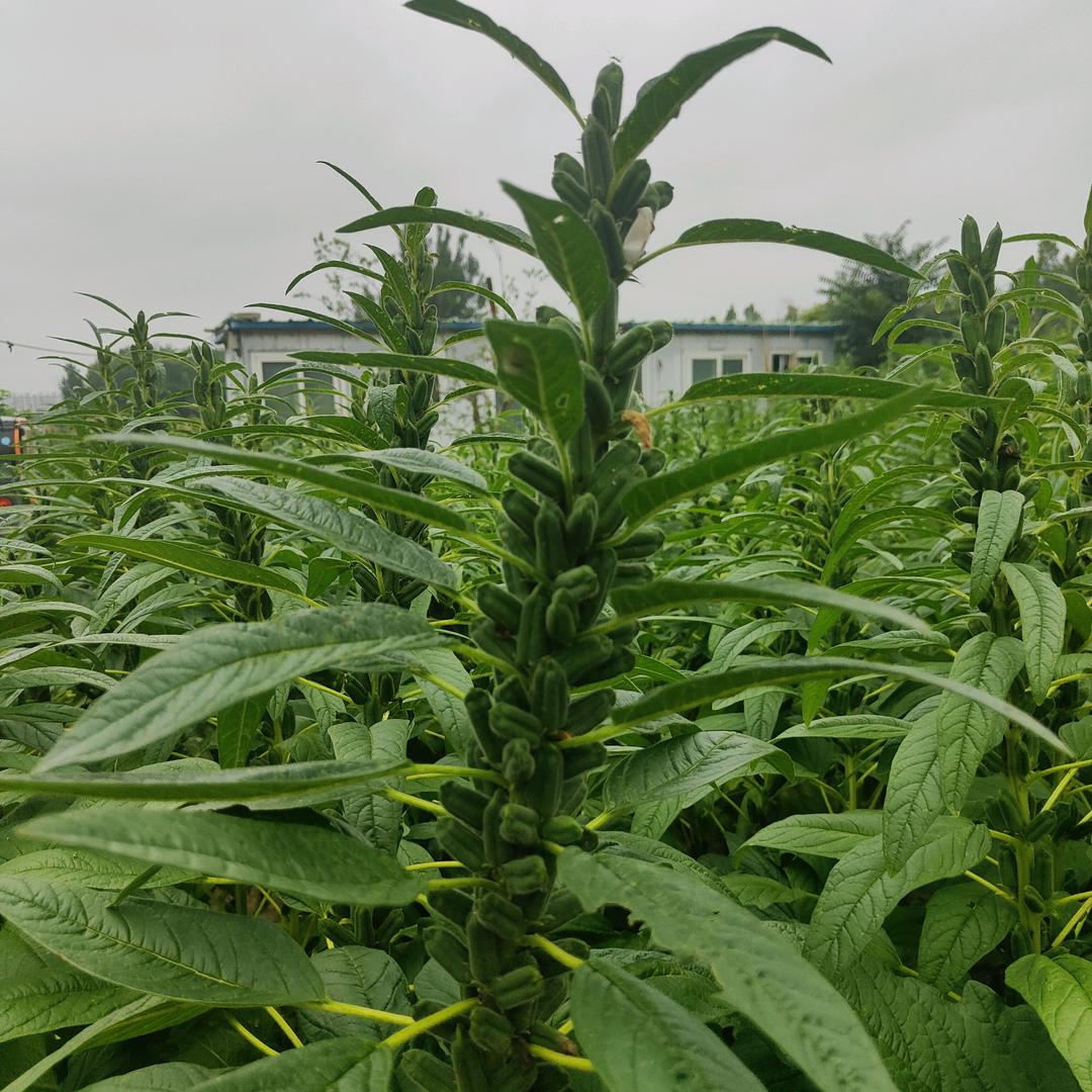 岳姐爱农业(商品在橱窗)