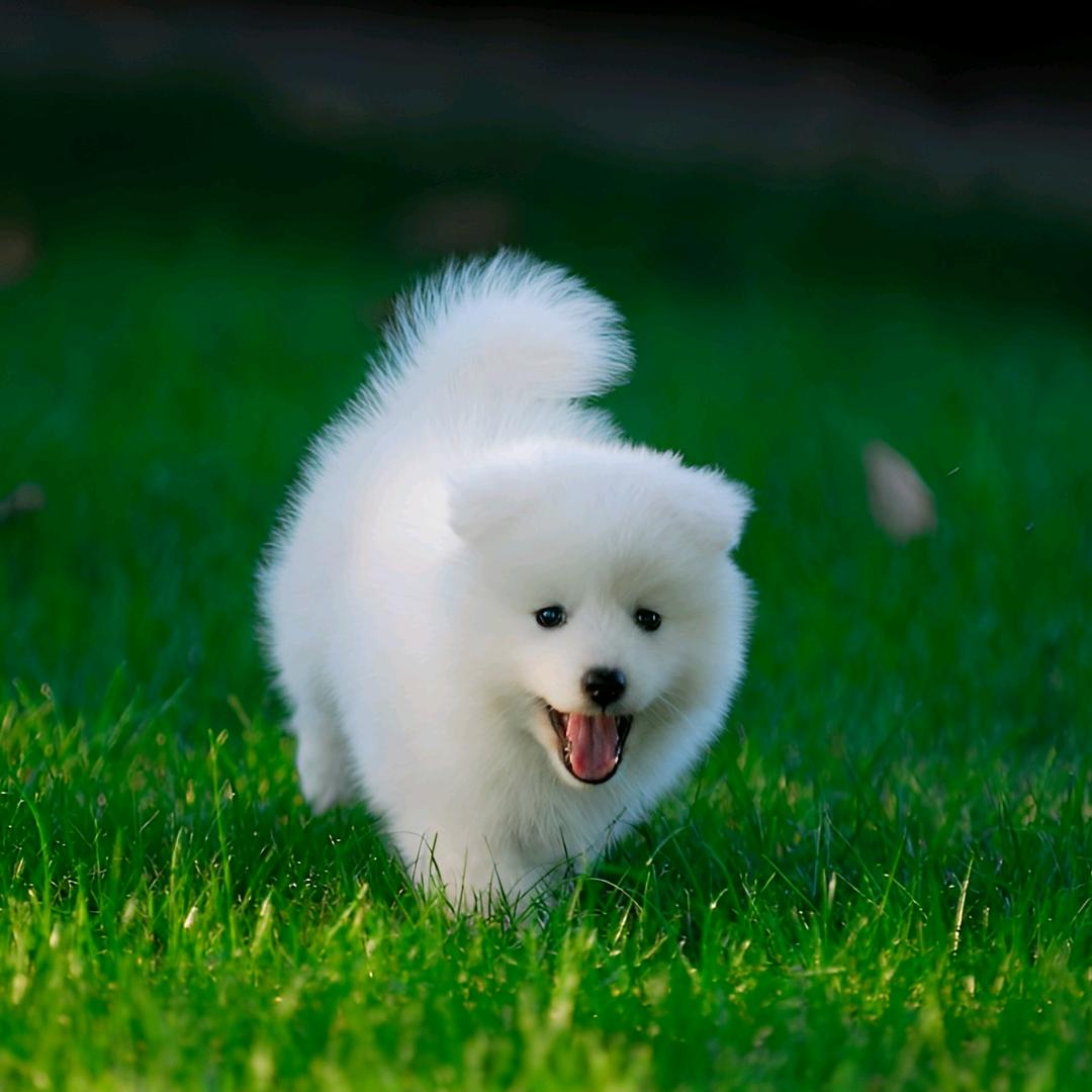 ༺ℒᎭℯ⃝龙༂།༻