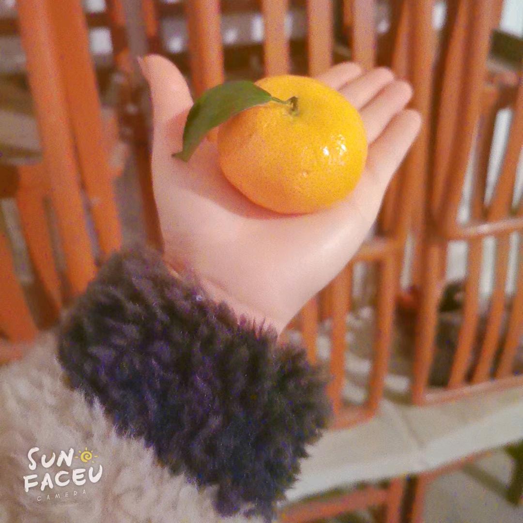 蒲公英的约定😊