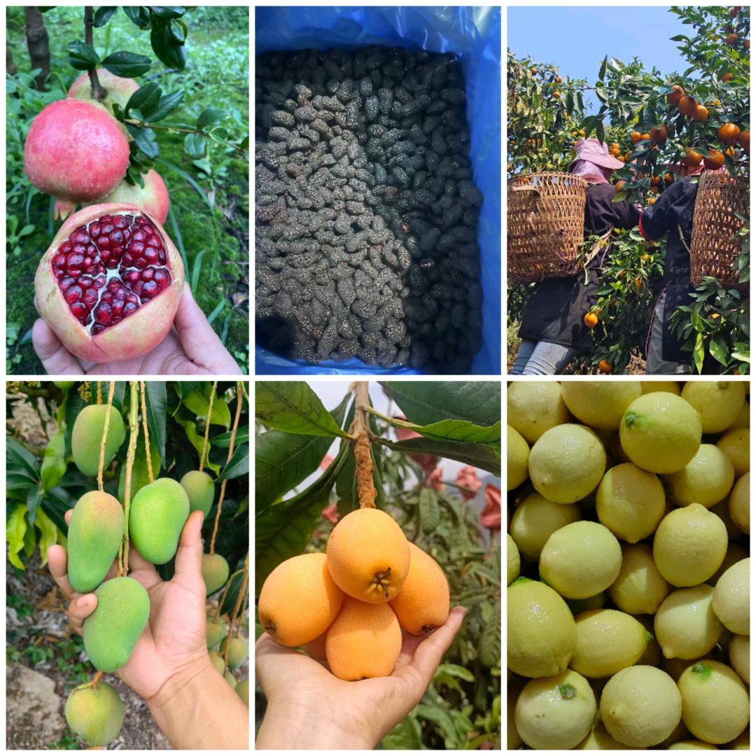 专供榨汁果工厂货