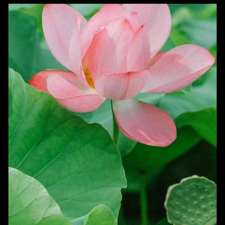 殊静
