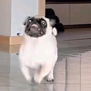 愚钝老狗