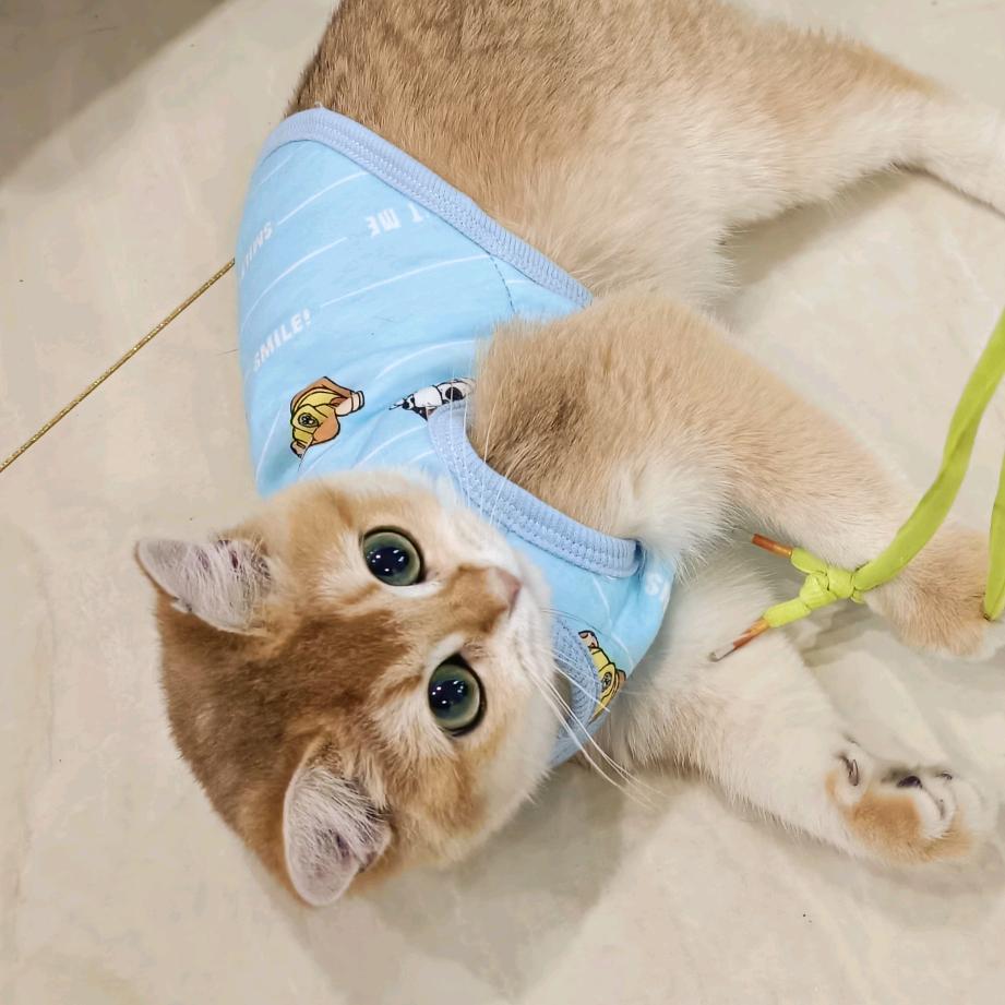 木棉清羽