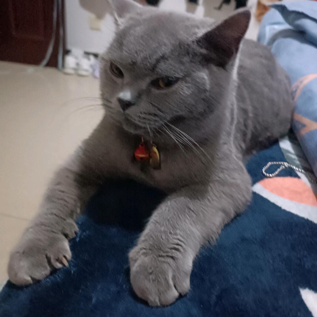 紫金鱼