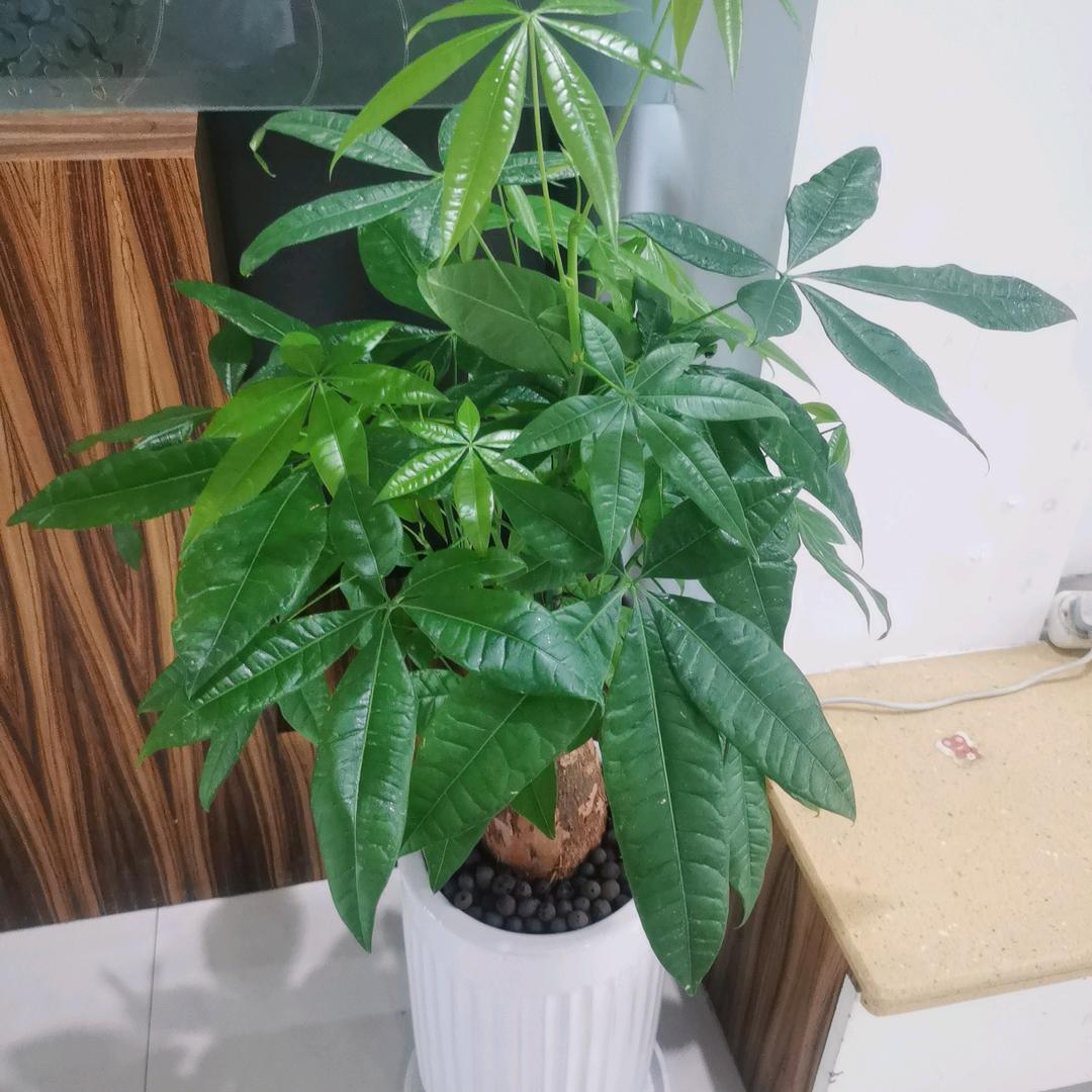 香飘飘🤗