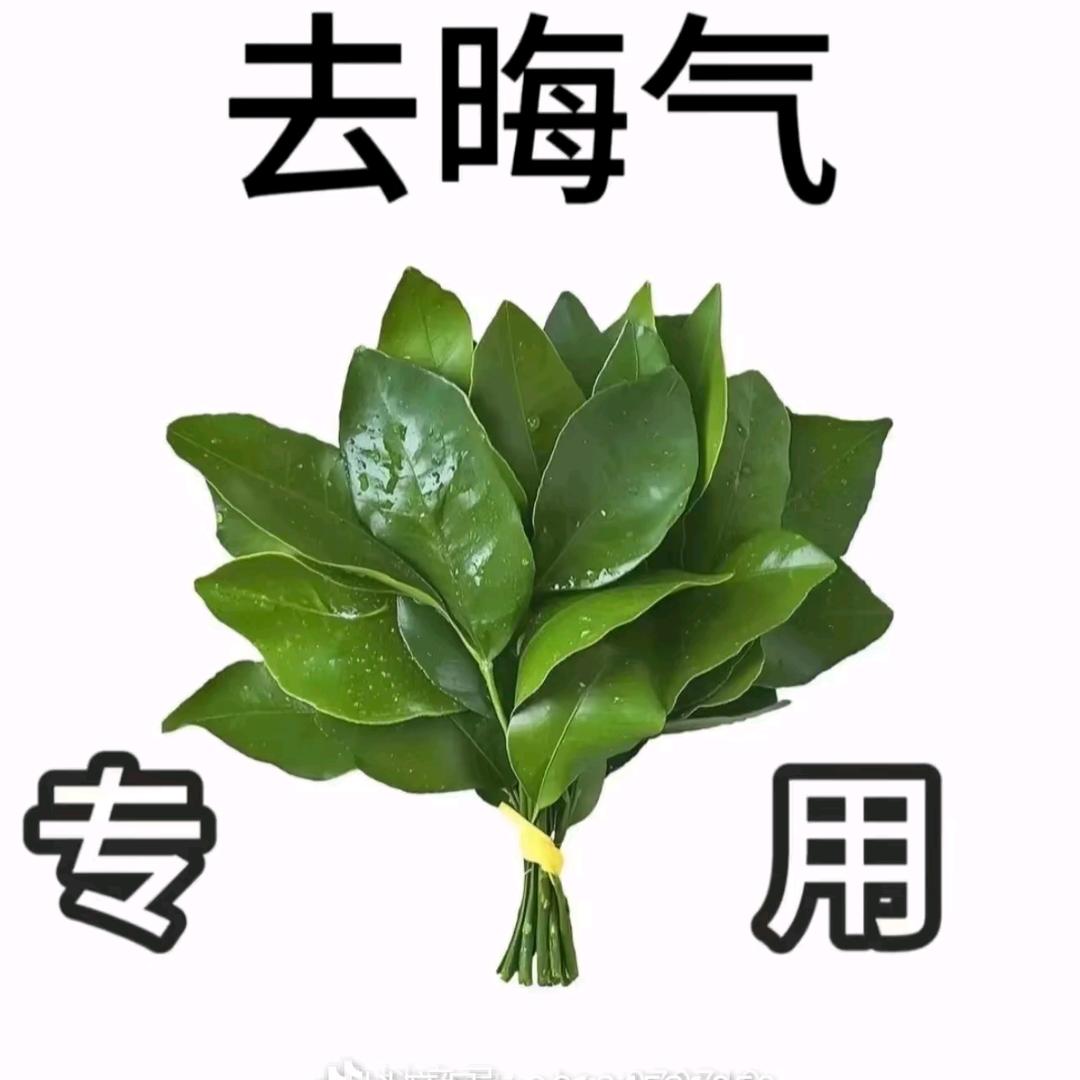 内向小狗