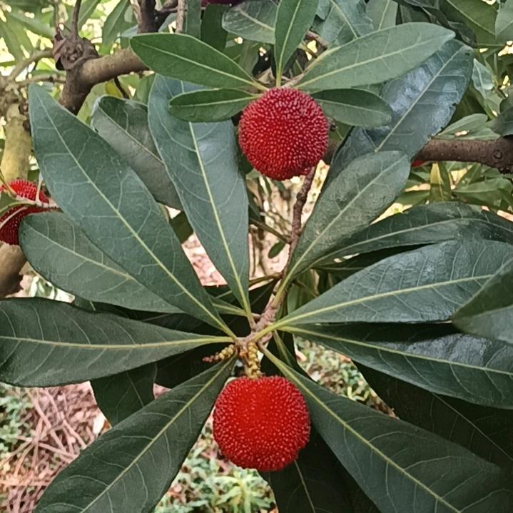 小圆环《圆环，元宝鸽养殖》