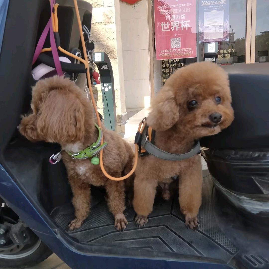 起个啥名呢