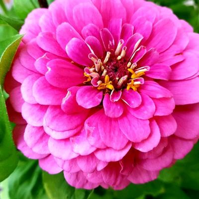 冬去春来百花开