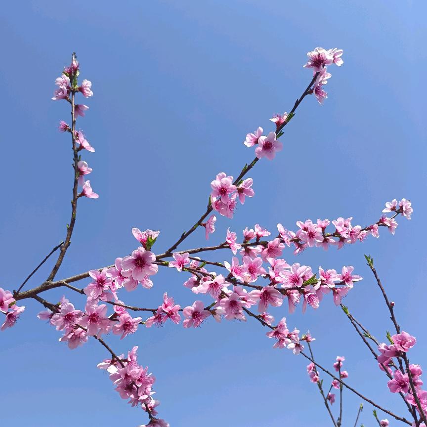 💞 汪后余生💞🌸🌸