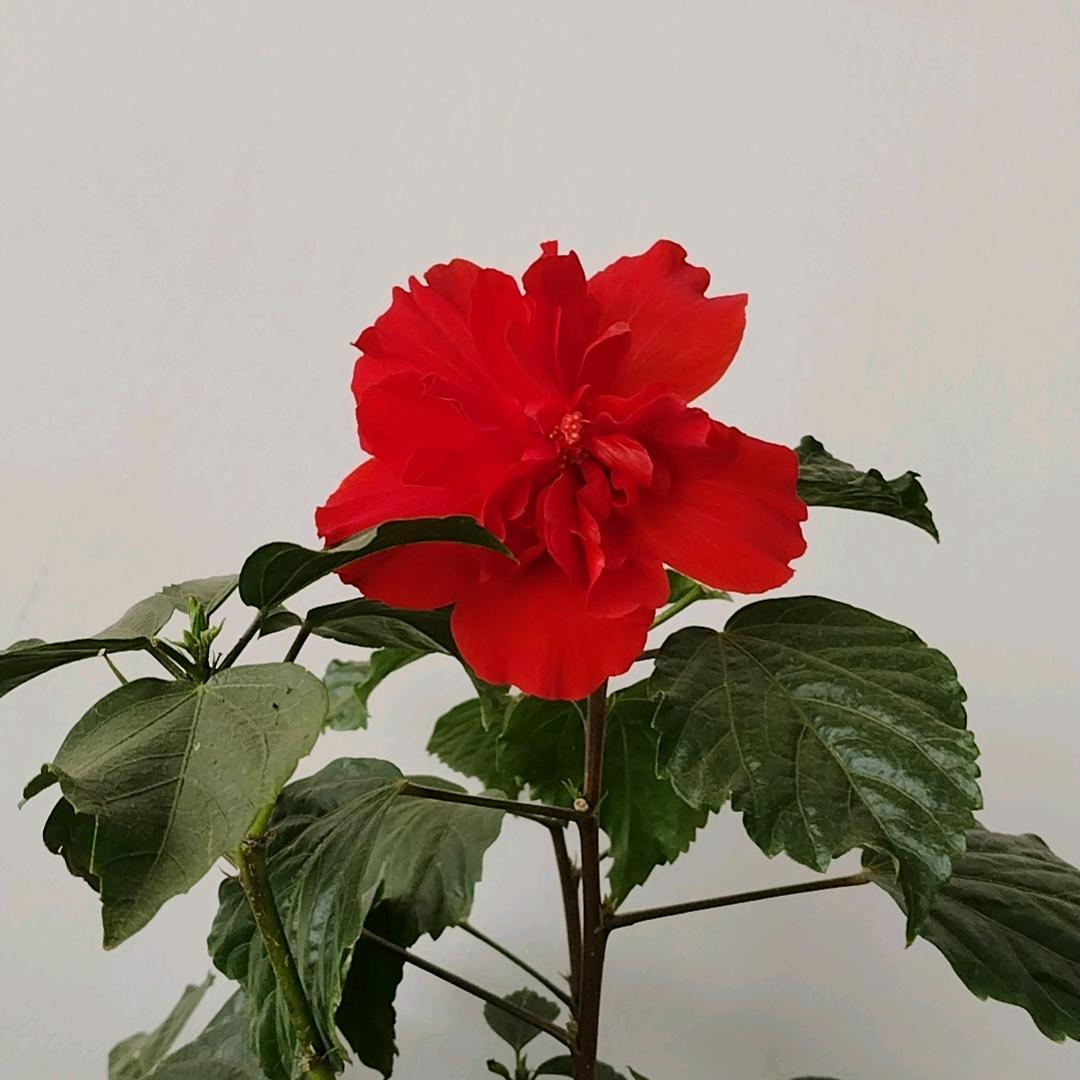 顺其自然开心就好