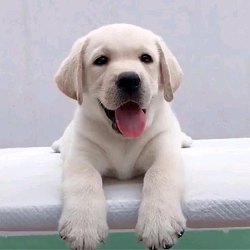 拉布拉多 纯种萌宠