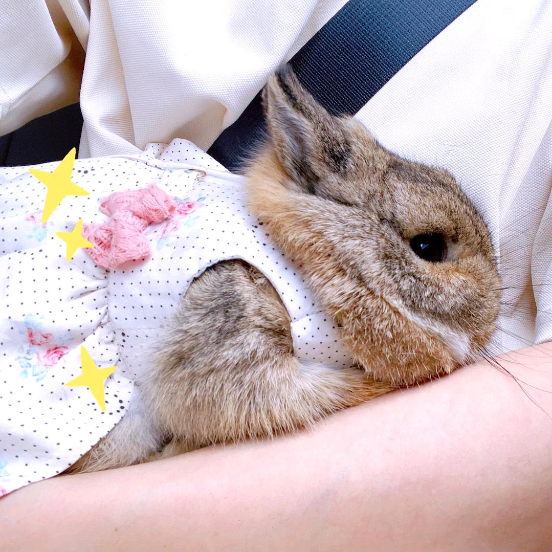 花娇肉桂🐰