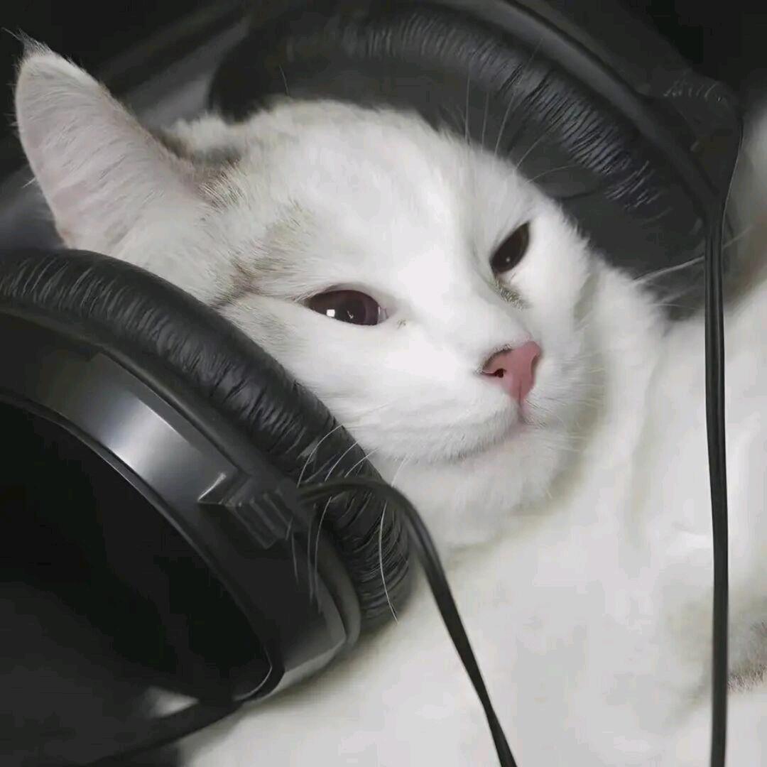 蛙