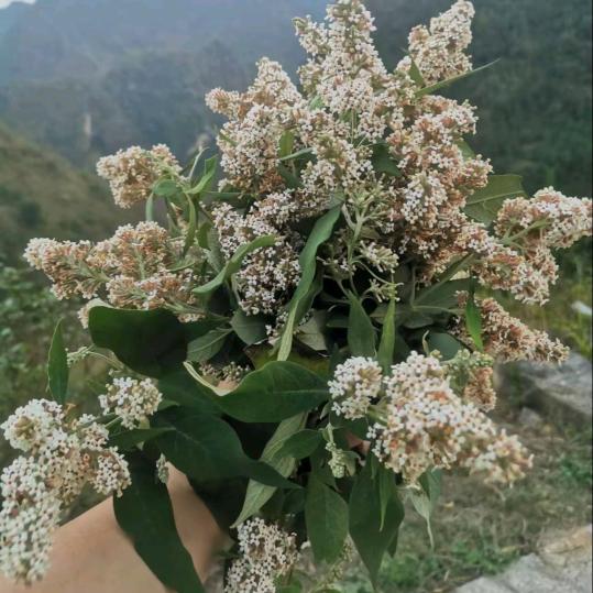 风雨之后的觉悟✌️
