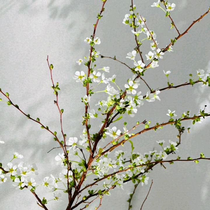 初芽立春种苗花卉种植园