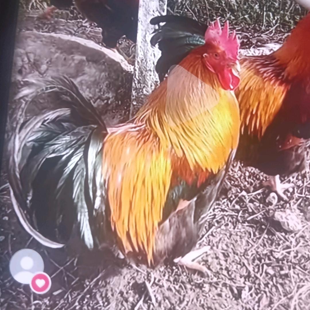 义乌市大门里家庭农场