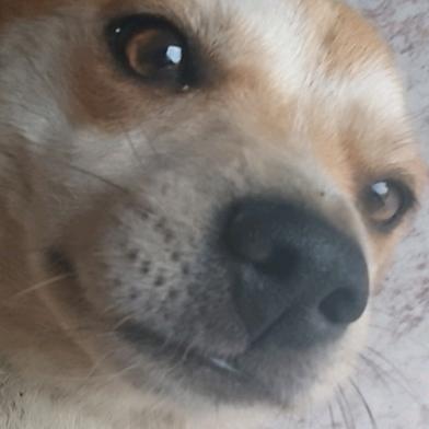 小狗多多