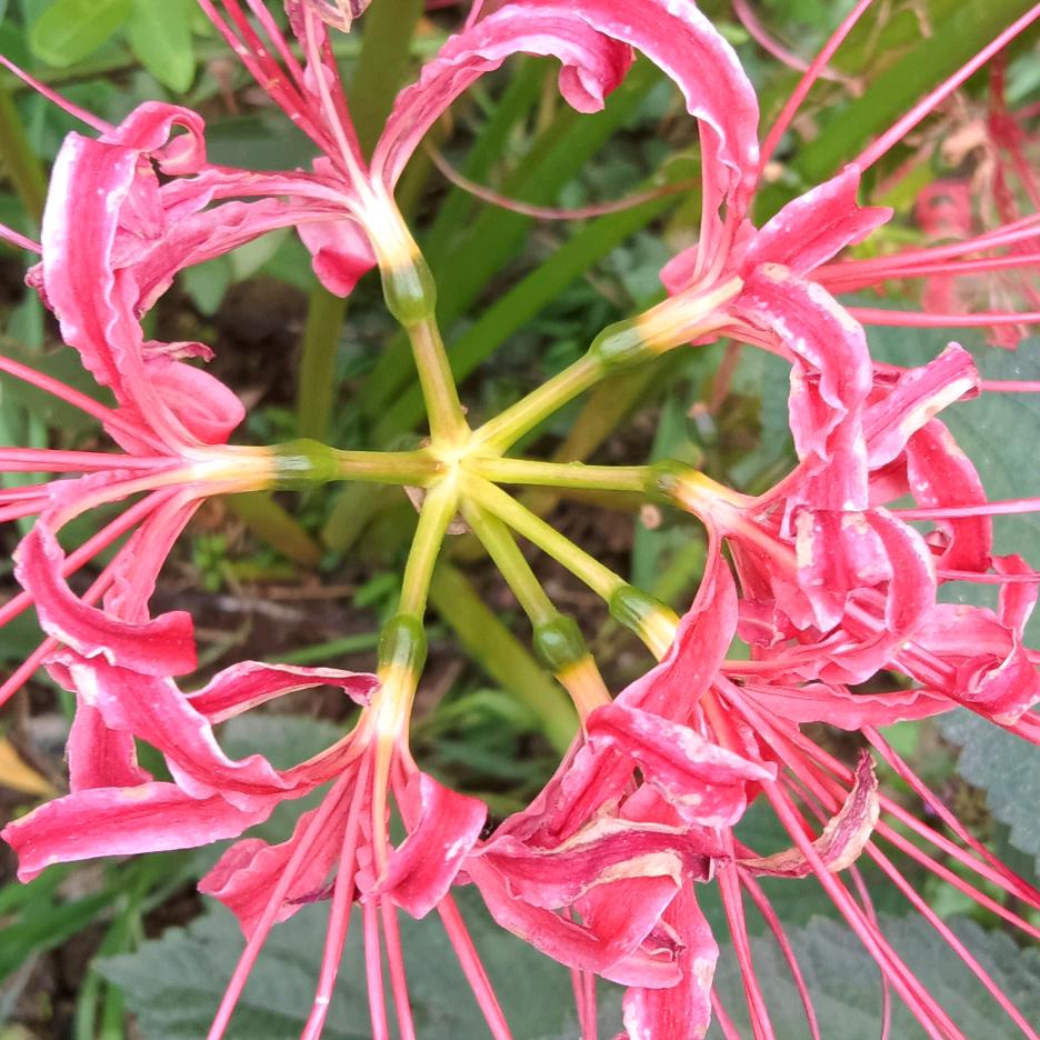 芸月