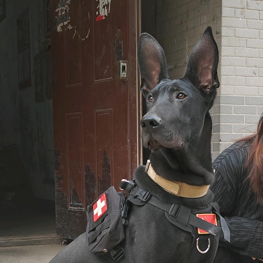 WULi仔仔是只黑狼犬
