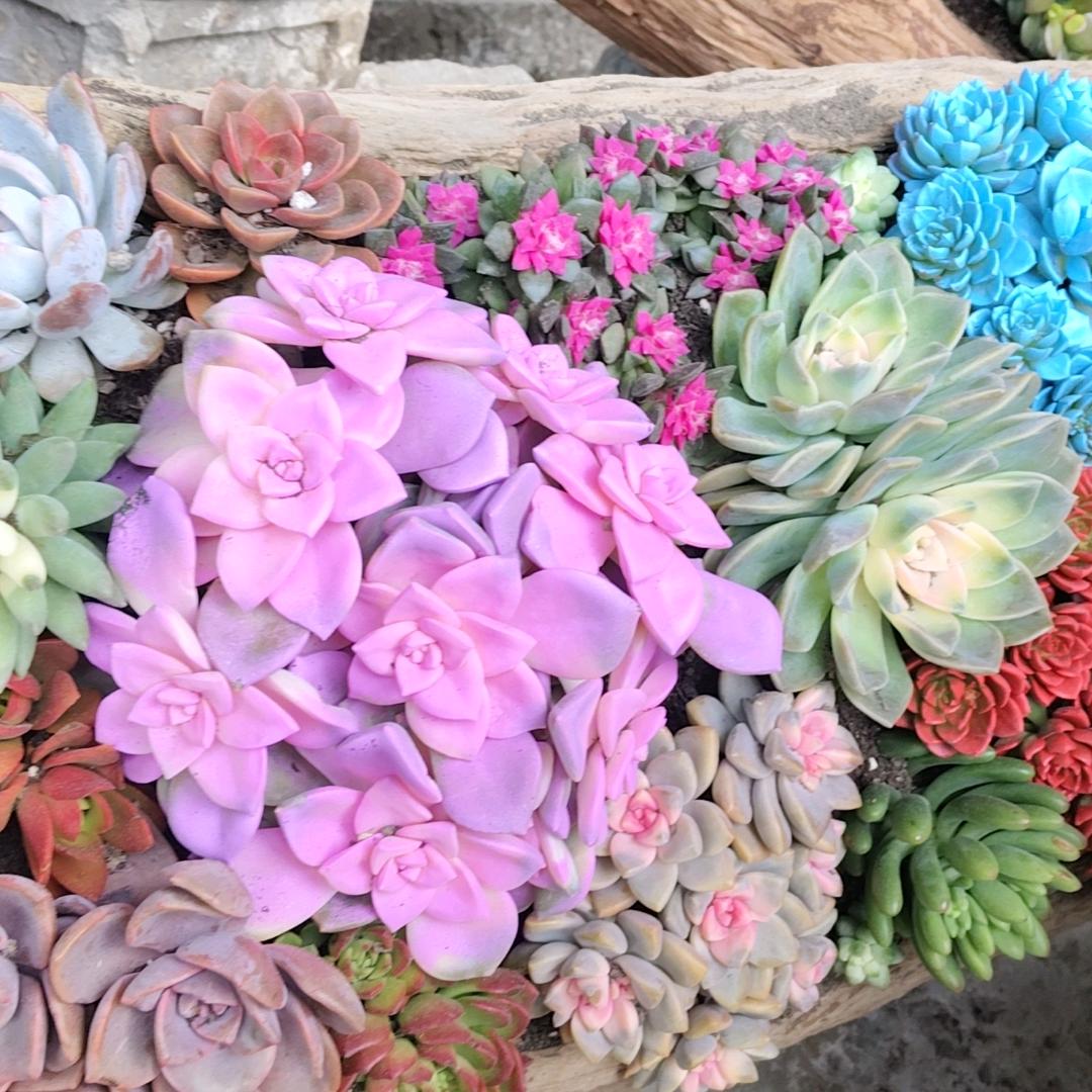 菲菲