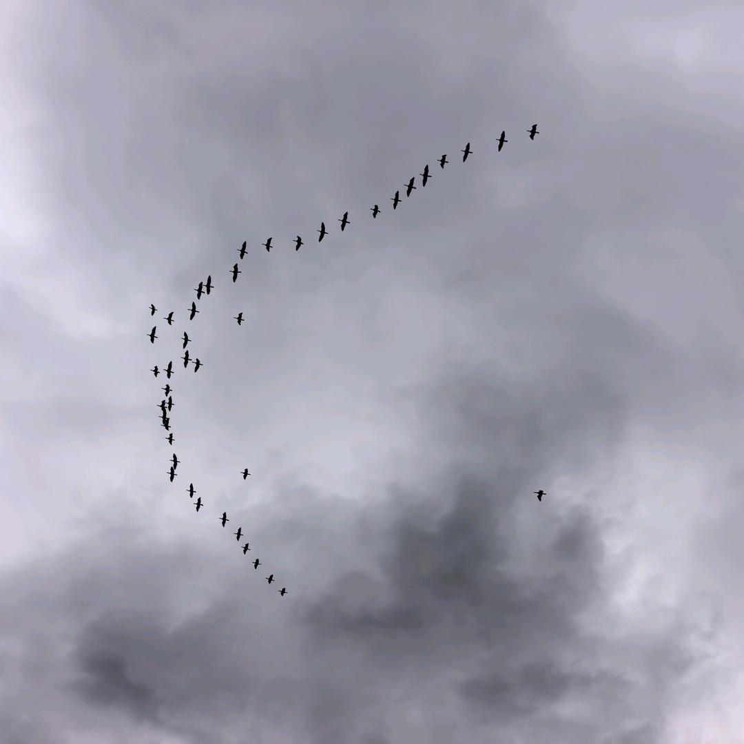 贵州茅台镇酱香型白酒