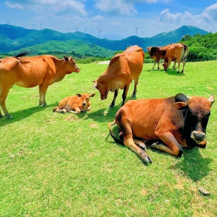 韩晨星生熟牛羊肉