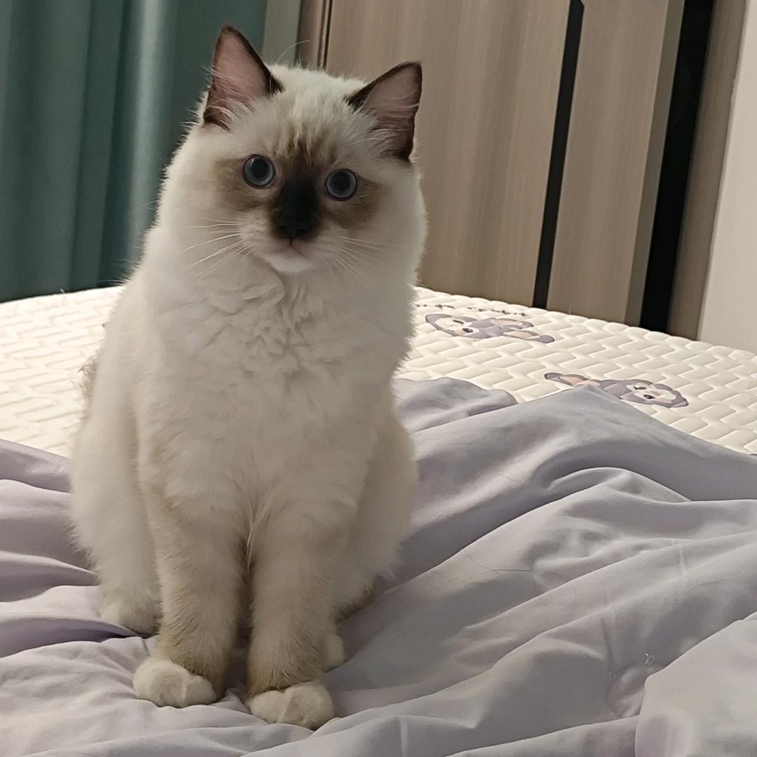 壳蓝百货