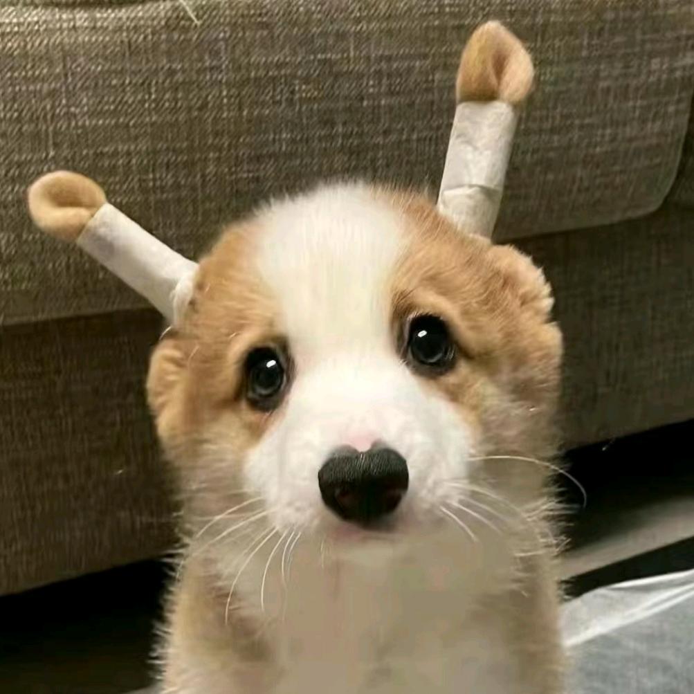 大脸(养成系)🦊