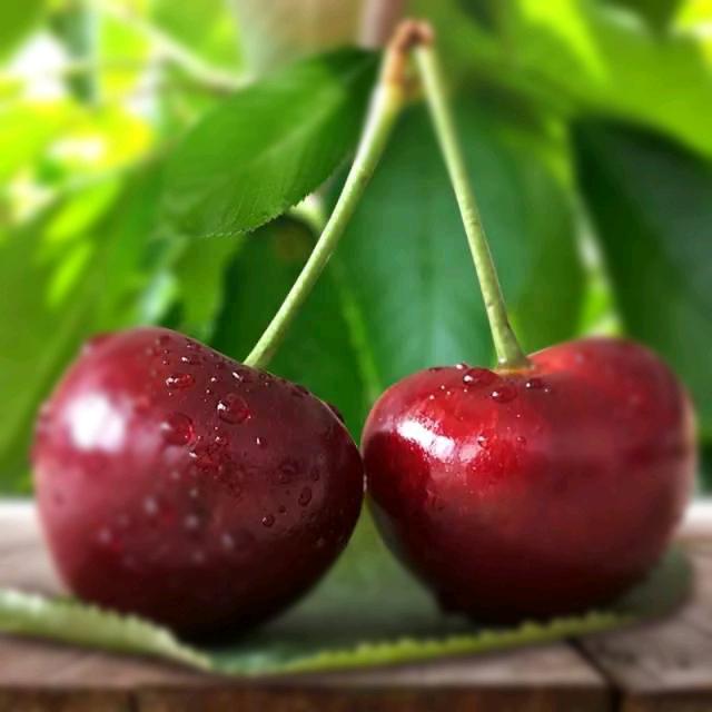 树摘鲜水果小时达