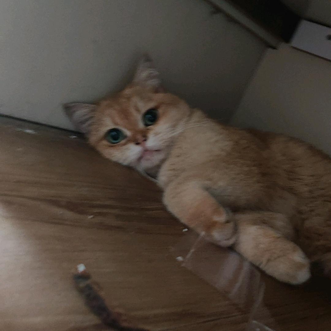 小音乐🎵